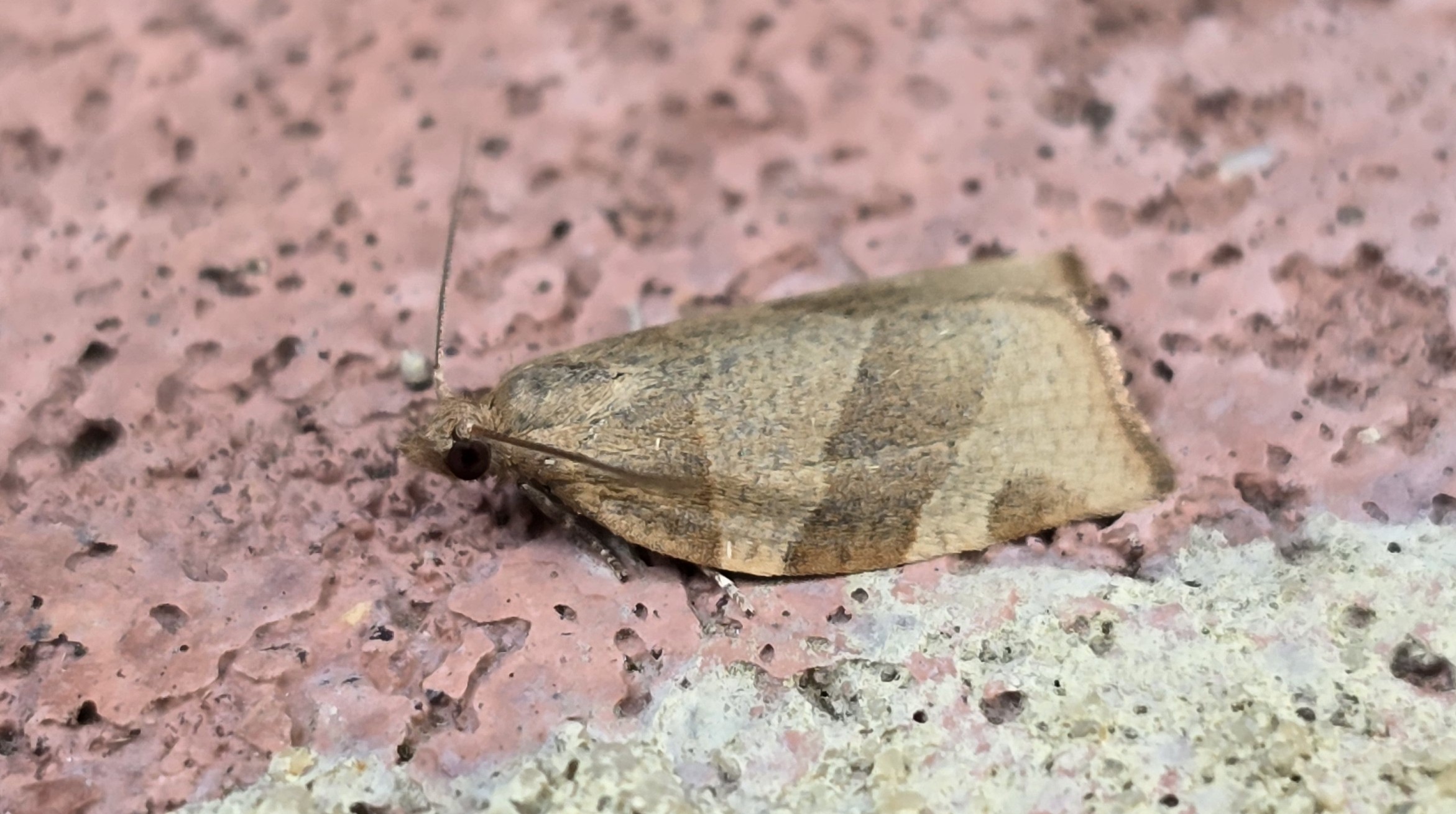Photo of Barred Fruit-tree Tortrix (Pandemis cerasana)
